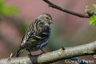 Pine Siskin