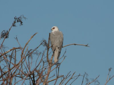 White Tailed Kite