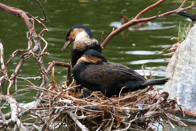 Nesting Cormorants