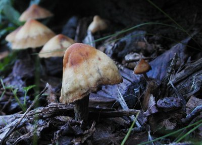 A fungi