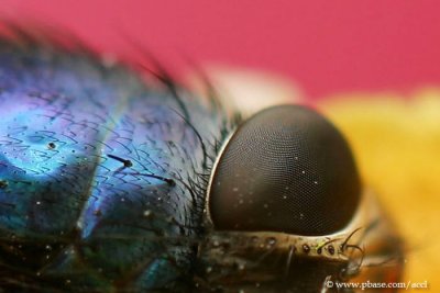 26Mar - A Blue Fly *