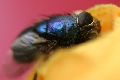 A blue fly moving