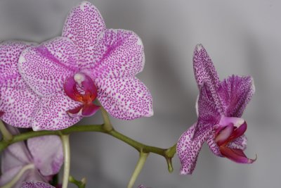 Orchids_03-21-07_0005.jpg