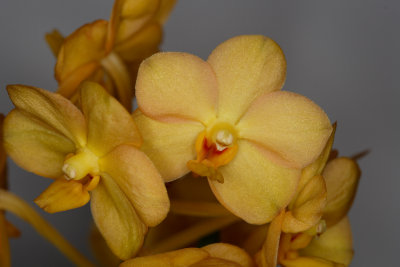 Orchids_03-21-07_0010.jpg