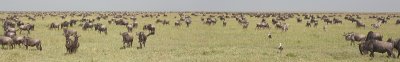 Serengeti pano 1.jpg