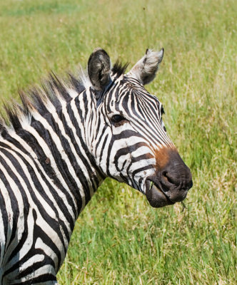 zebra profile.jpg