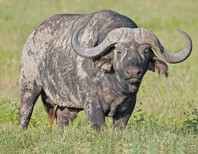buffalo bull.jpg