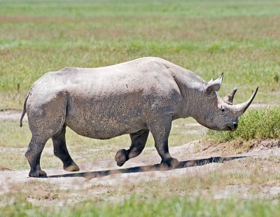 black rhino bull.jpg
