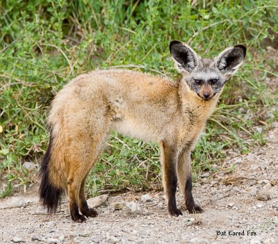 bat eared fox.jpg