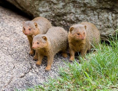 pygmy mongoose.jpg