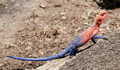 Agama lizard.jpg