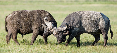 sparring bull buffalo.jpg