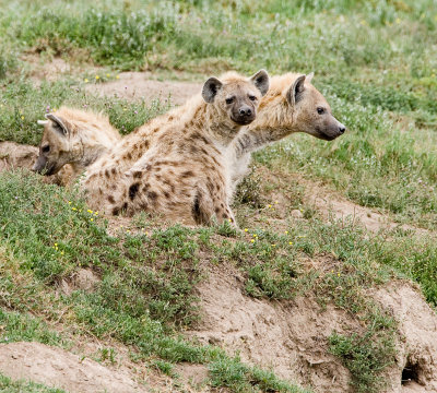 hyena den.jpg