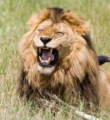 lion kill4.jpg