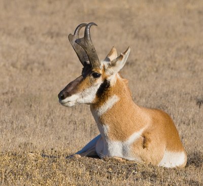 pronghorn buck.jpg