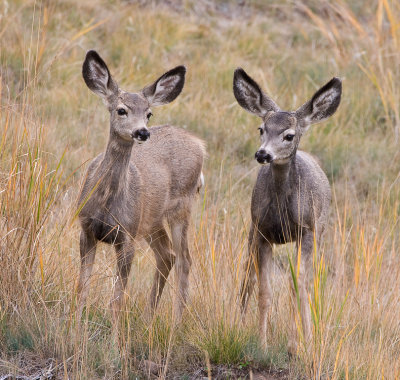 mule deer fawns .jpg