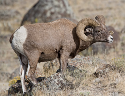 bighorn ram.jpg