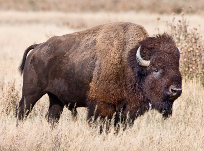 bison bull .jpg