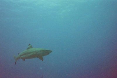 Bora Bora, black-tipped reef shark