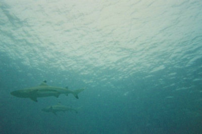 Bora Bora, black-tipped reef sharks