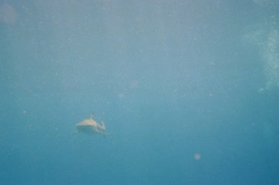 Bora Bora, black-tipped reef shark