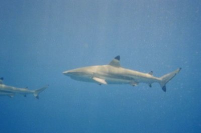 Bora Bora, black-tipped reef sharks