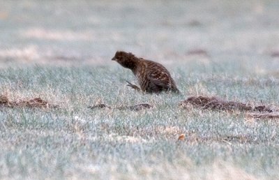 IMG_1300p.jpg
