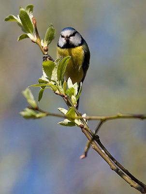 IMG_1476p.jpg