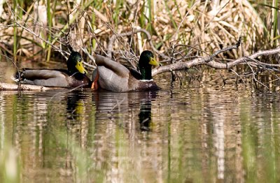 IMG_1735p.jpg