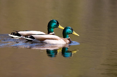 IMG_1737p.jpg