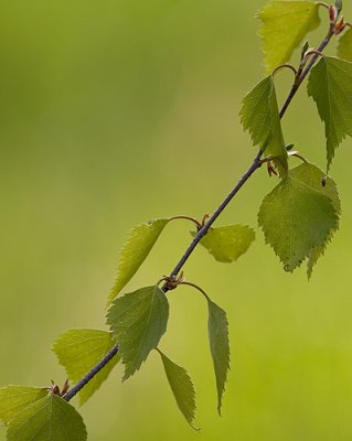 IMG_1871p.jpg