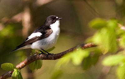 IMG_1907p.jpg