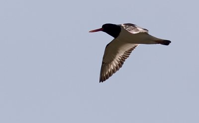 IMG_2126p.jpg