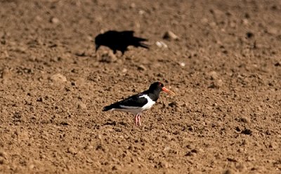 IMG_2156p.jpg