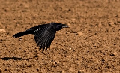 IMG_2159p.jpg