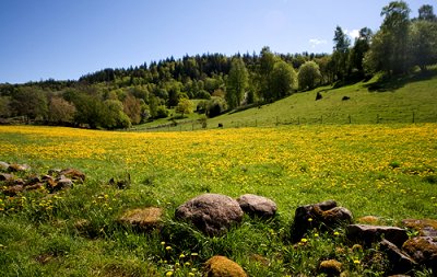 Natur och Landskap 2007