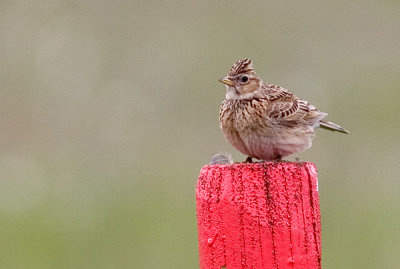 IMG_3056p.jpg