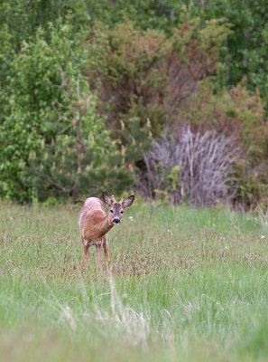 IMG_3053p.jpg