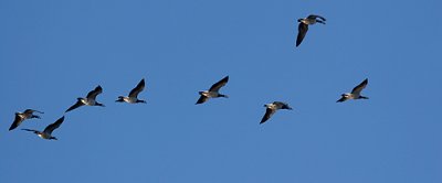 IMG_4541.jpg