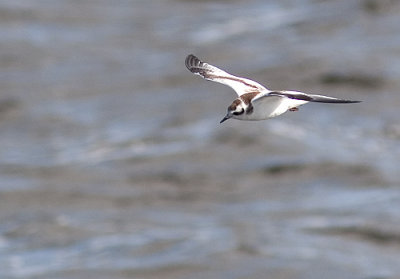 IMG_4615.jpg