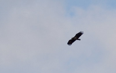 IMG_4478.jpg