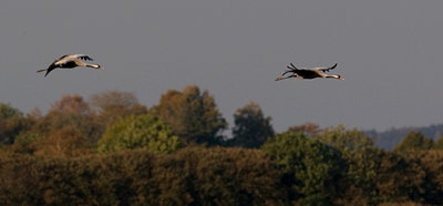 IMG_4775.jpg