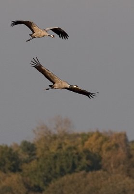 IMG_4774.jpg