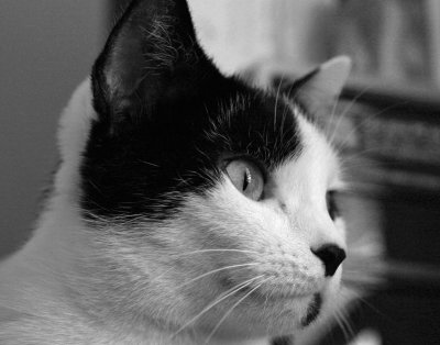 Oreo