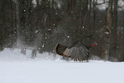 Img_8313  wild turkey AEc  33333.jpg