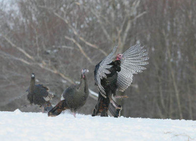 Img_8336   wild turkey 44444.jpg