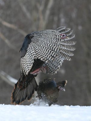 Img_8332  wild turkey AEvc 55555.jpg