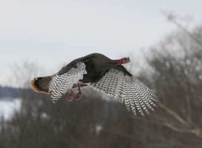 Img_8308  wild turkey AEc 88888.jpg