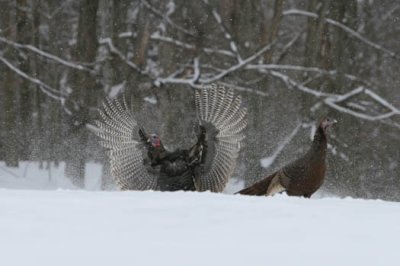 Img_9201  wild turkey AEc 1.jpg