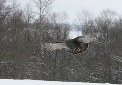 Img_9239  wild turkey AEc 6.jpg